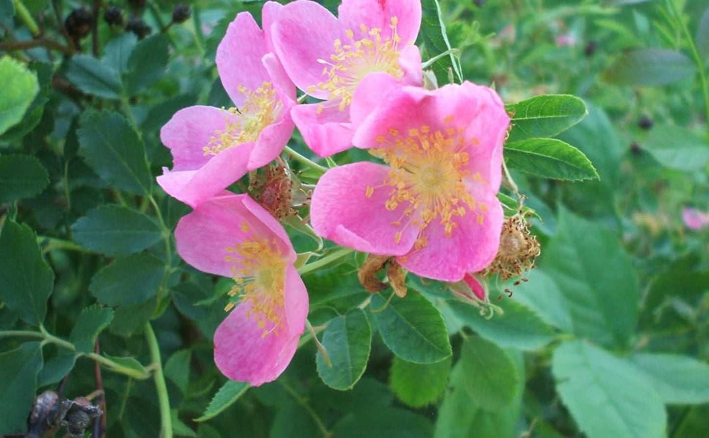 Lovely prairie roses blossom Belles roses des prairies fleurissent