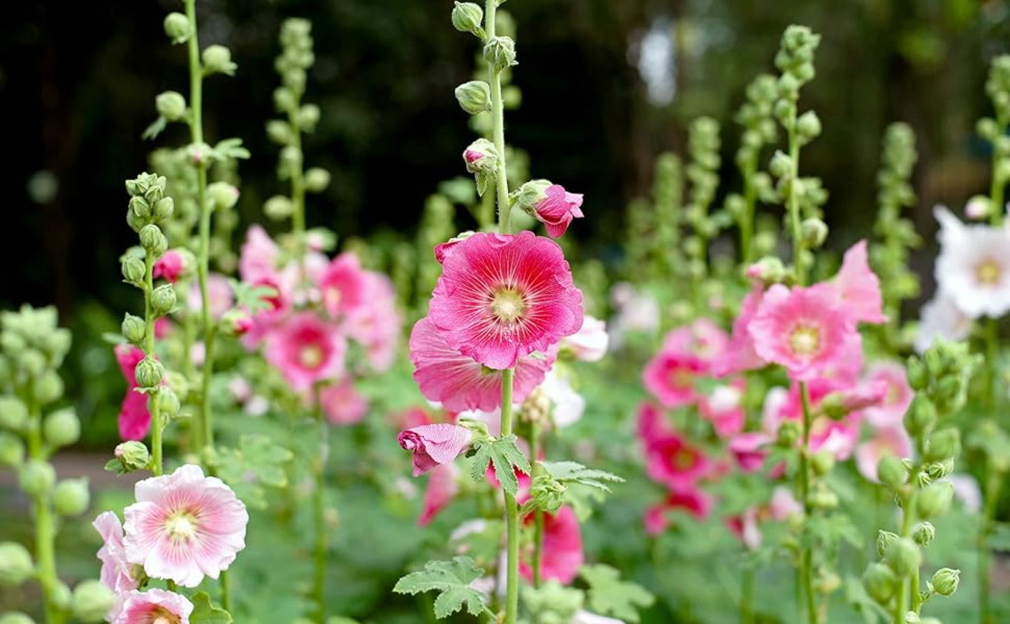 Stunning Indian Spring Hollyhock Seed Mix Superbe mélange de graines de rose trémière de printemps indien