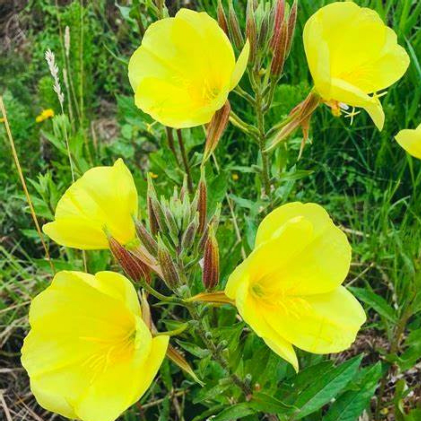 These evening primroses flowers are loved by pollinators. Ces fleurs d’onagre sont appréciées des pollinisateurs