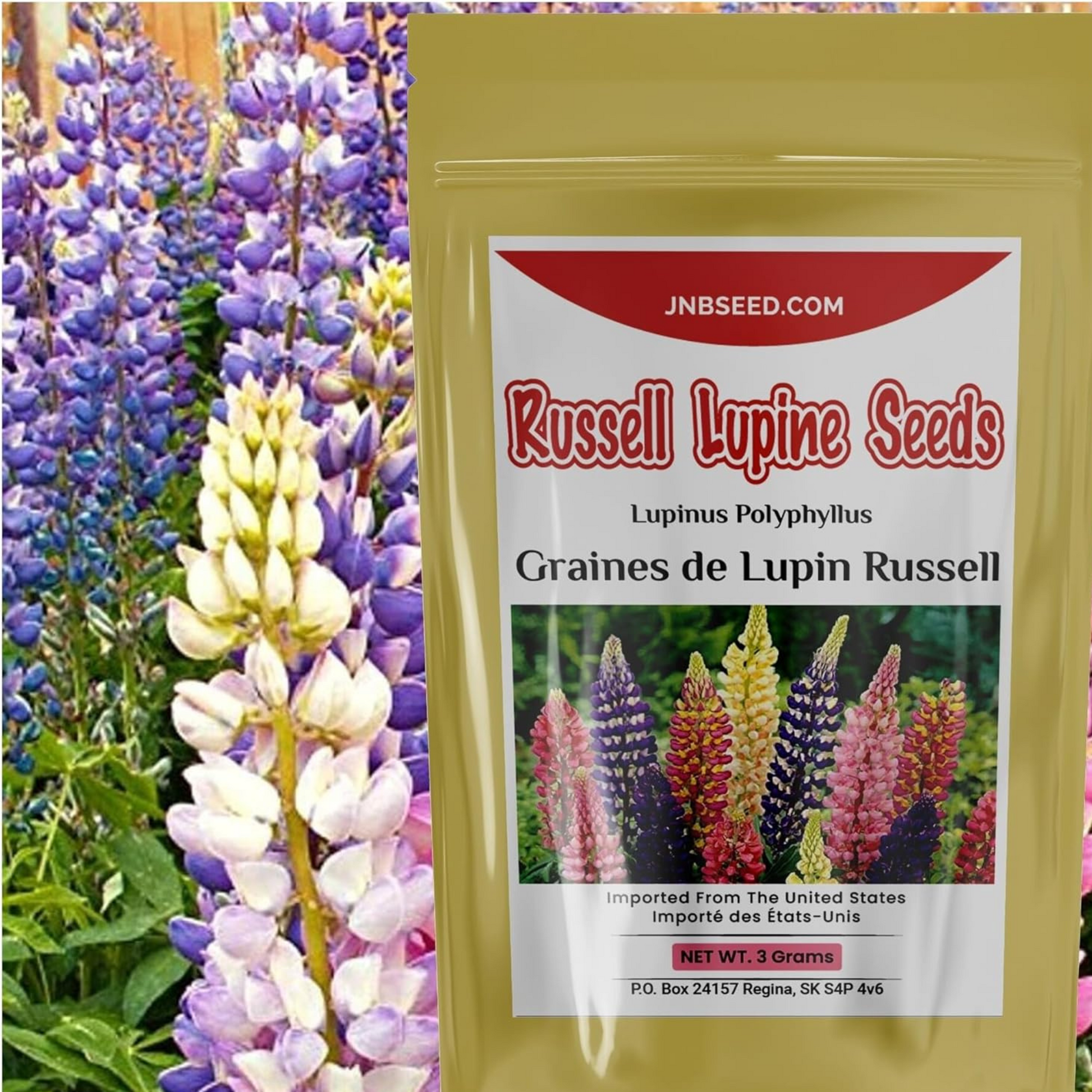 Vibrant purple Russell Lupine flower seed close-up. Gros plan sur les graines de fleur de lupin Russell violet vibrant