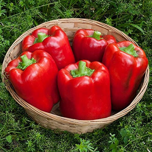 Perfect for growing your own delicious and colorful peppers! Parfait pour cultiver vos propres poivrons délicieux et colorés!