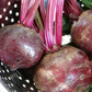 Fresh beets with vibrant leaves and stems. Betteraves fraîches aux feuilles et aux tiges vibrantes.