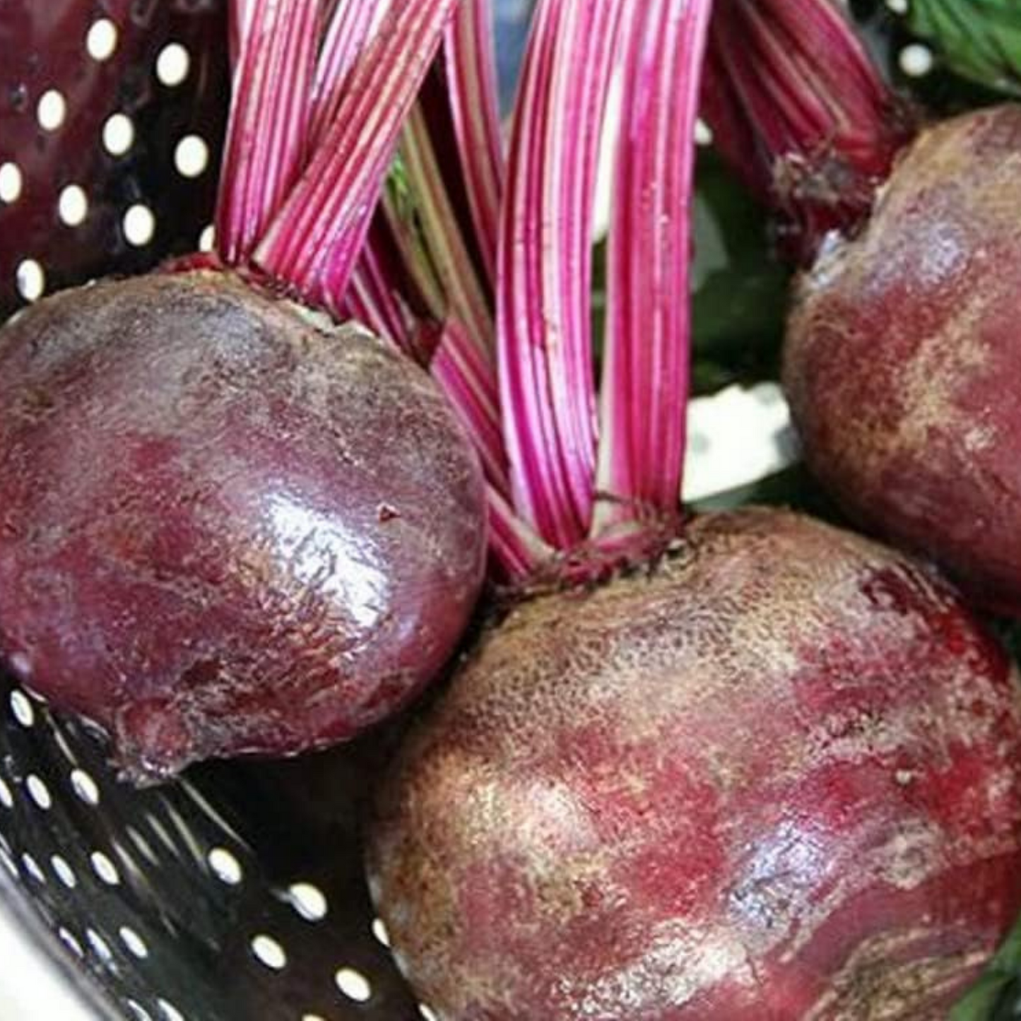 Fresh beets with vibrant leaves and stems. Betteraves fraîches aux feuilles et aux tiges vibrantes.