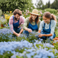 Their petals are creating a stunning blue display. Leurs pétales créent un superbe spectacle bleu.