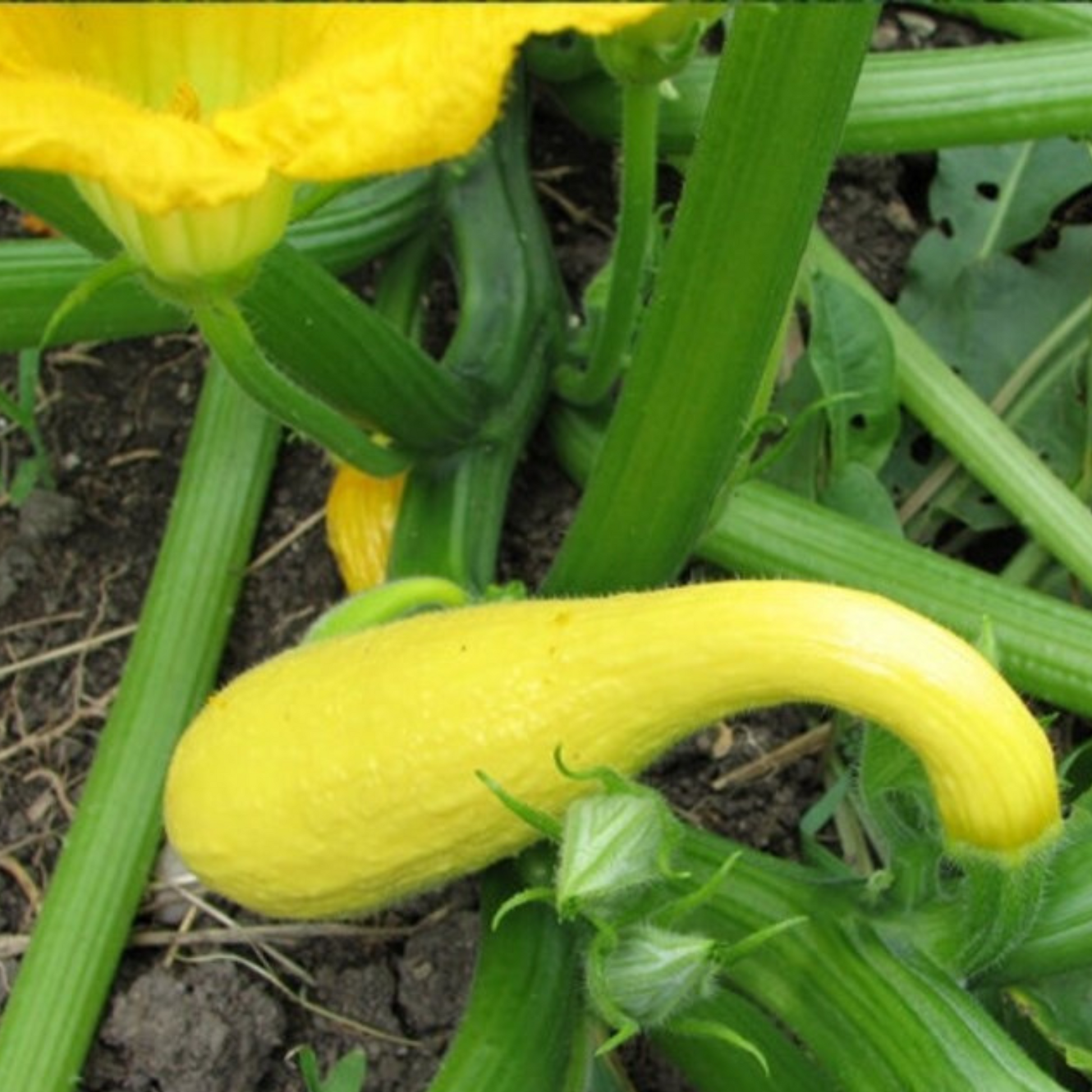 A bright golden-yellow skin squash with a curved neck. Une courge à peau jaune doré vif avec un cou incurvé