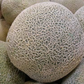 Grow juicy and sweet cantaloupes in your garden. Cultivez des cantaloups juteux et sucrés dans votre jardin.