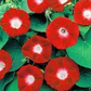 Bright red flowers with white centers surrounded by greenery. Fleurs rouge vif avec des centres blancs entourés de verdure