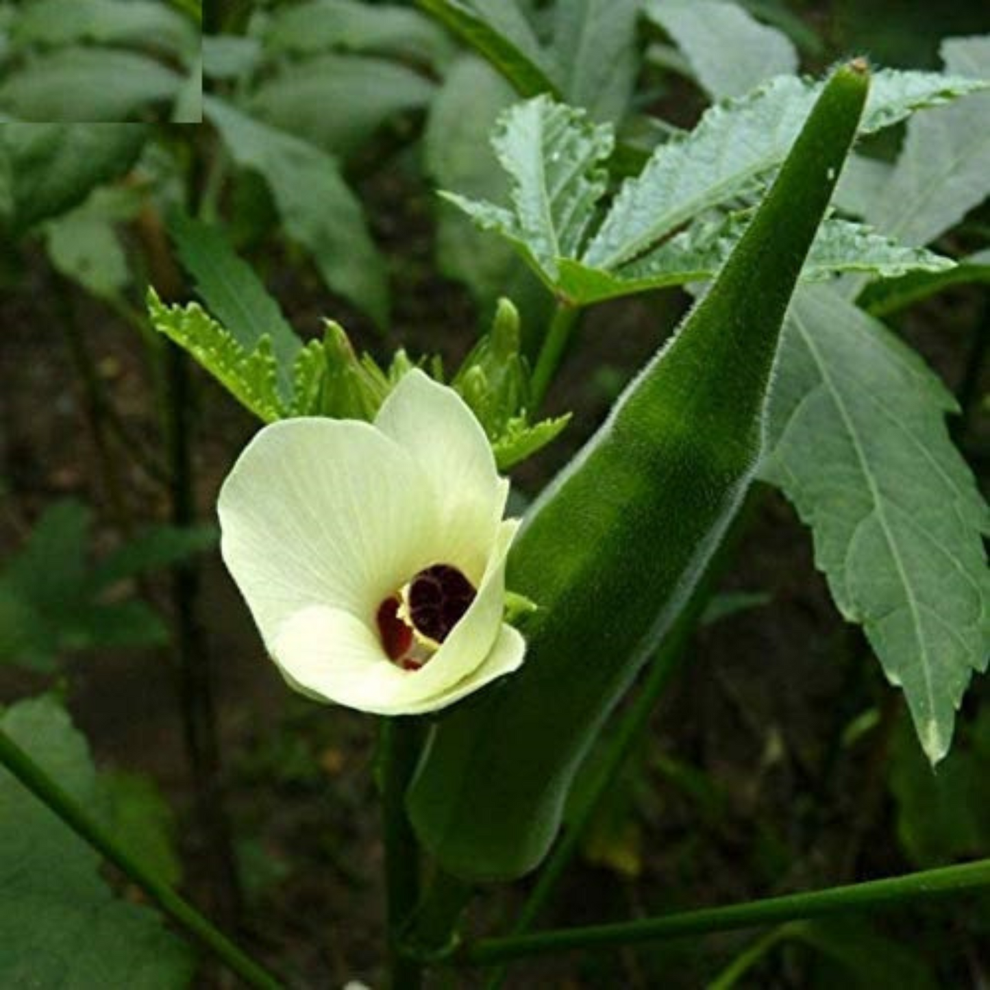 Grow your own delicious okra with these dwarf plants. Cultivez votre propre délicieux gombo avec ces plantes naines.