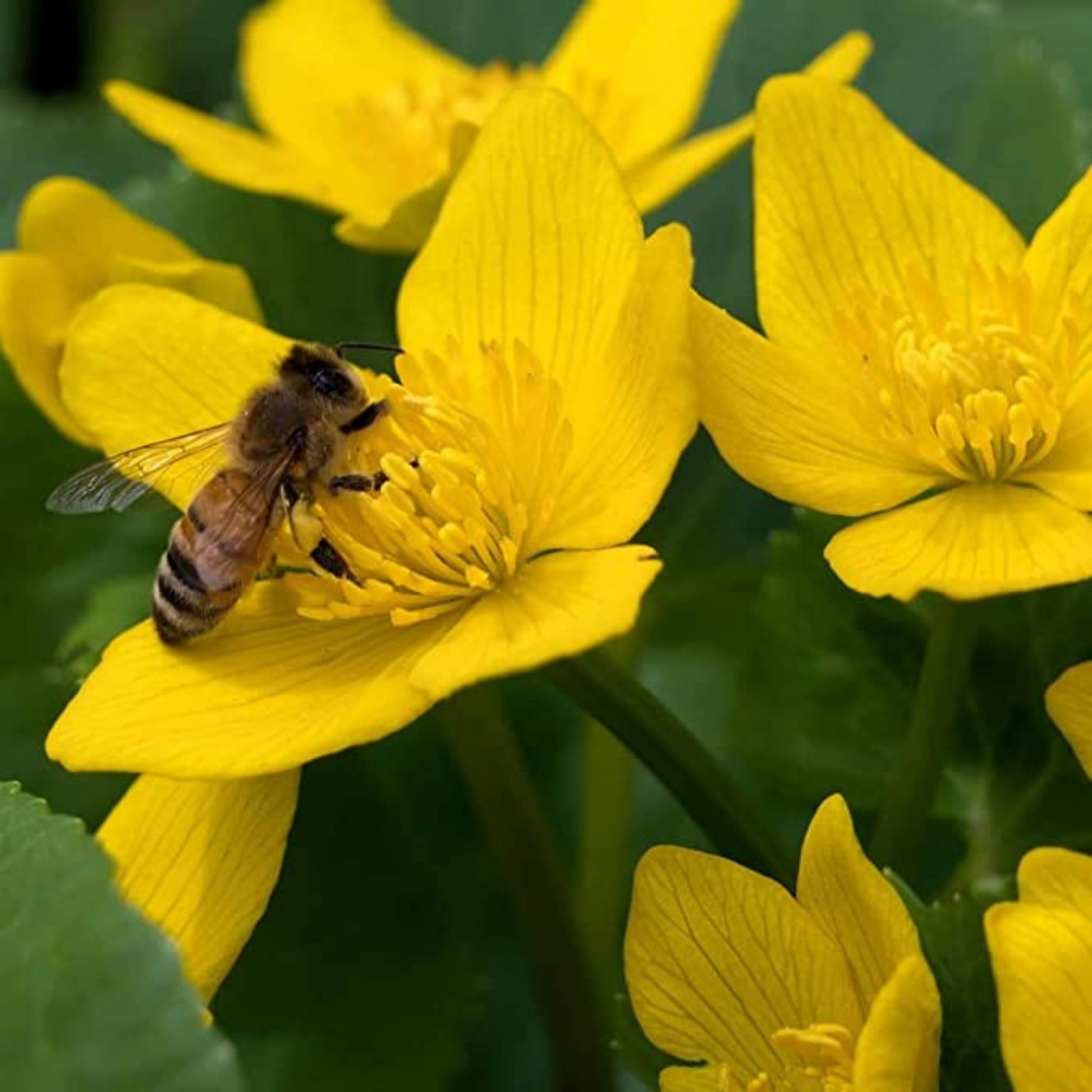 Swamp marigold flower for a vibrant addition to your garden. Marais fleur de marigold pour un ajout vibrant à votre jardin.