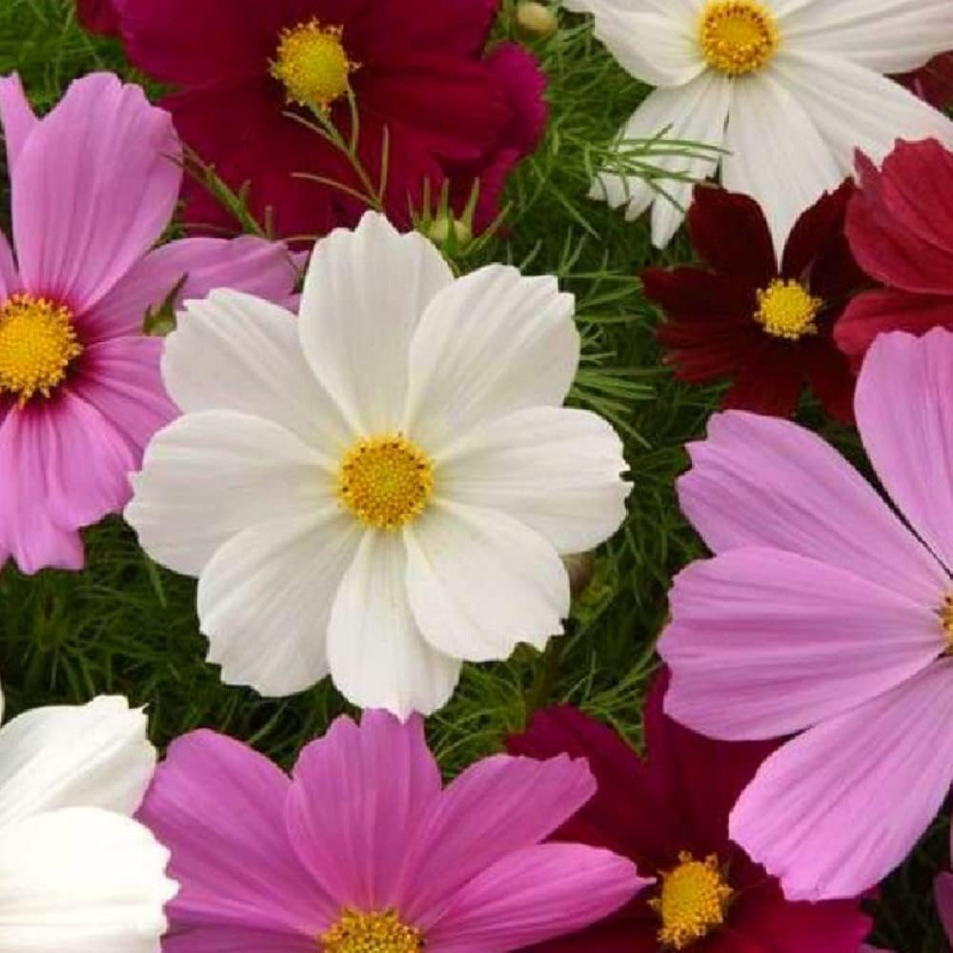 Create a stunning garden with this mix of Dwarf Cosmos  Créez un jardin époustouflant avec ce mélange de Dwarf Cosmos