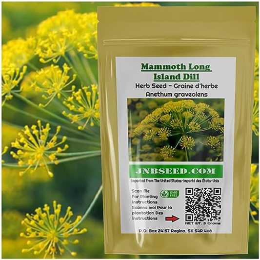 Mammoth Long Island Dill great for herb enthusiasts Mammoth Long Island Dill idéal pour les amateurs d’herbes