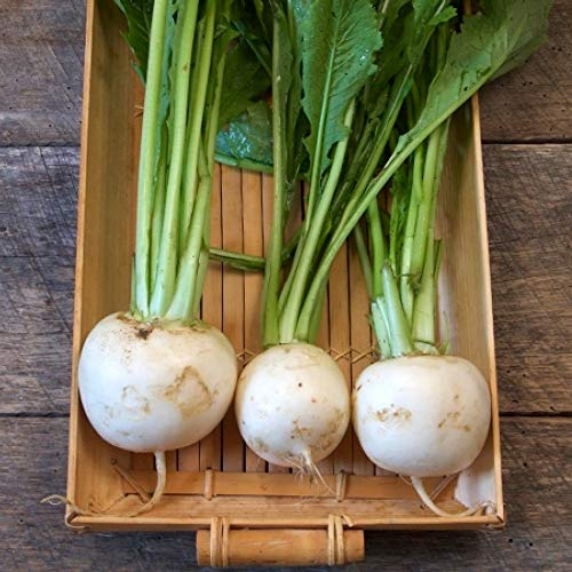 Enjoy abundant yields of turnips that are rich in flavor. Profitez de rendements abondants de navets riches en saveur.