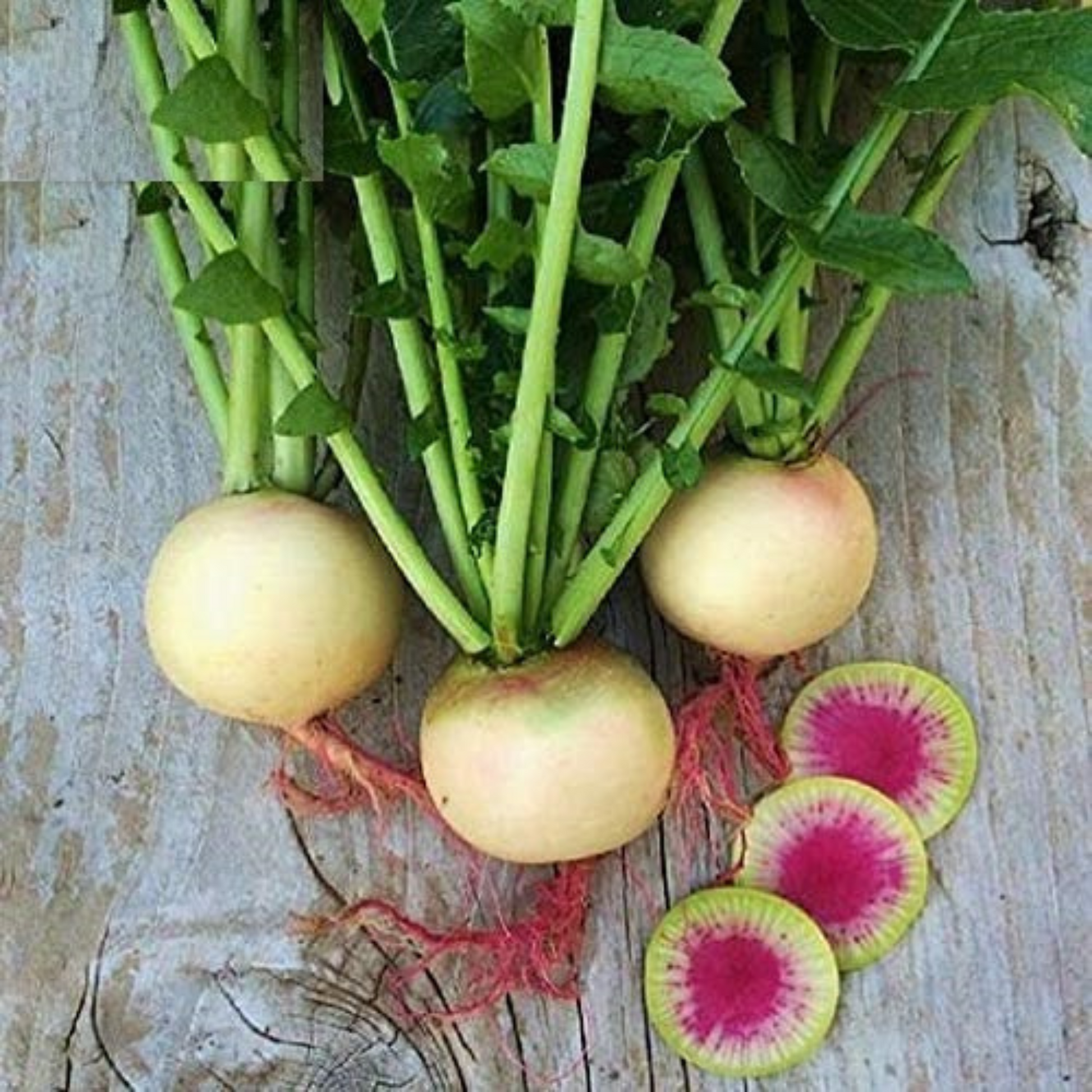 Watermelon radish seeds are small, round, and vibrant. Les graines de radis pastèque sont petites, rondes et vibrantes.