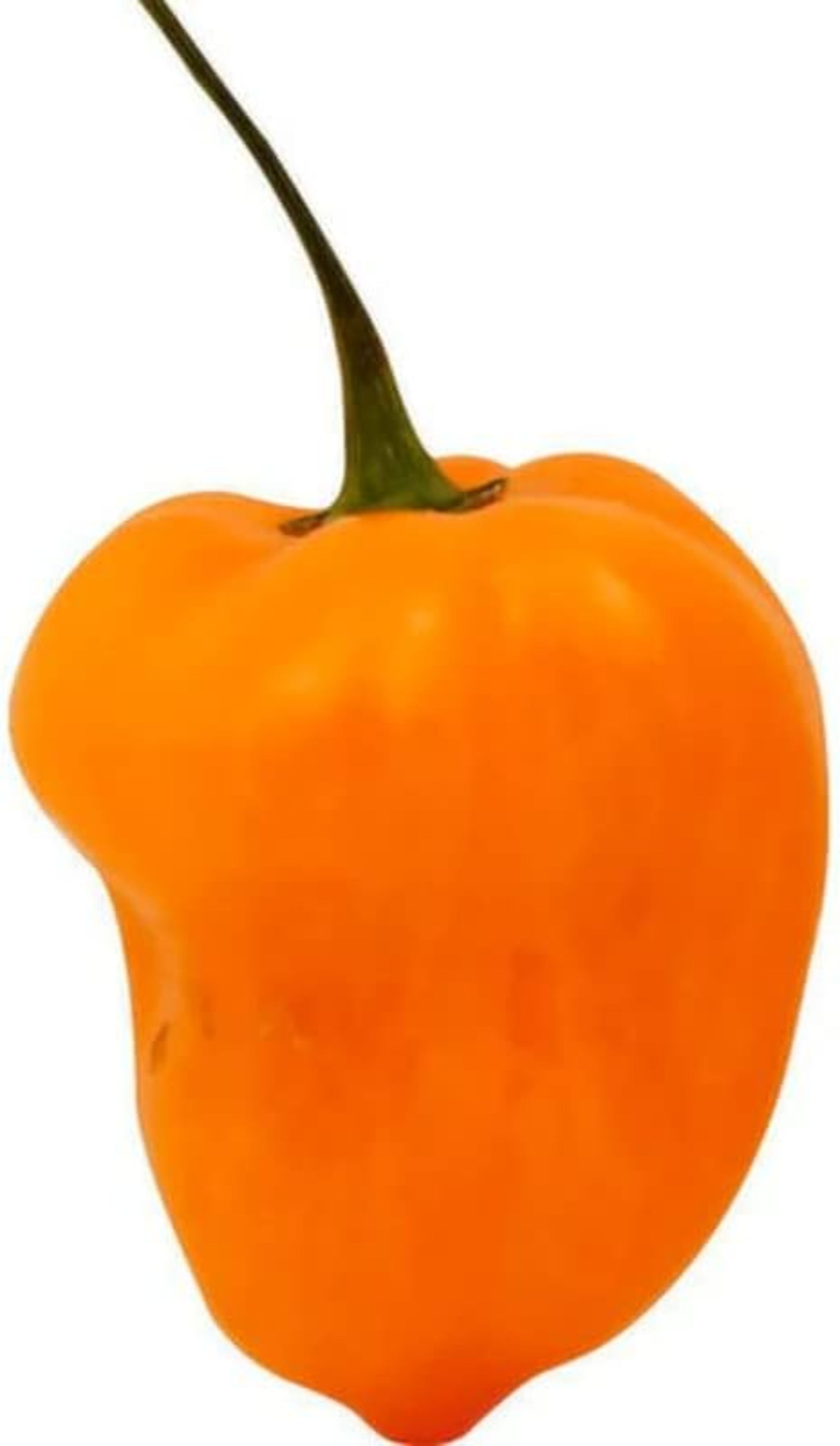 Vibrant orange Habanero pepper seeds Graines de piment Habanero orange vif