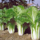 Michihili Chinese cabbage for your garden Chou chinois Michihili pour votre jardin
