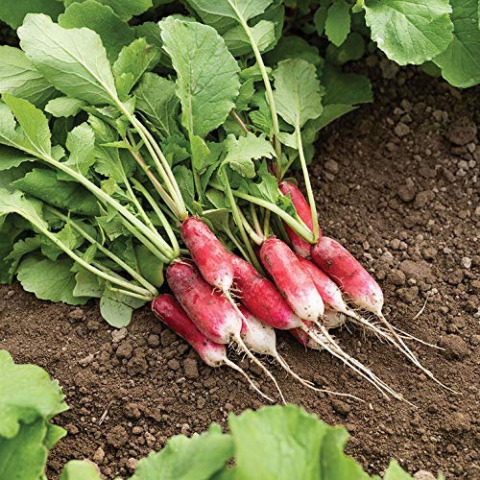 French Breakfast radish a popular choice for gardeners. Le radis French Breakfast est un choix populaire pour les jardiniers.