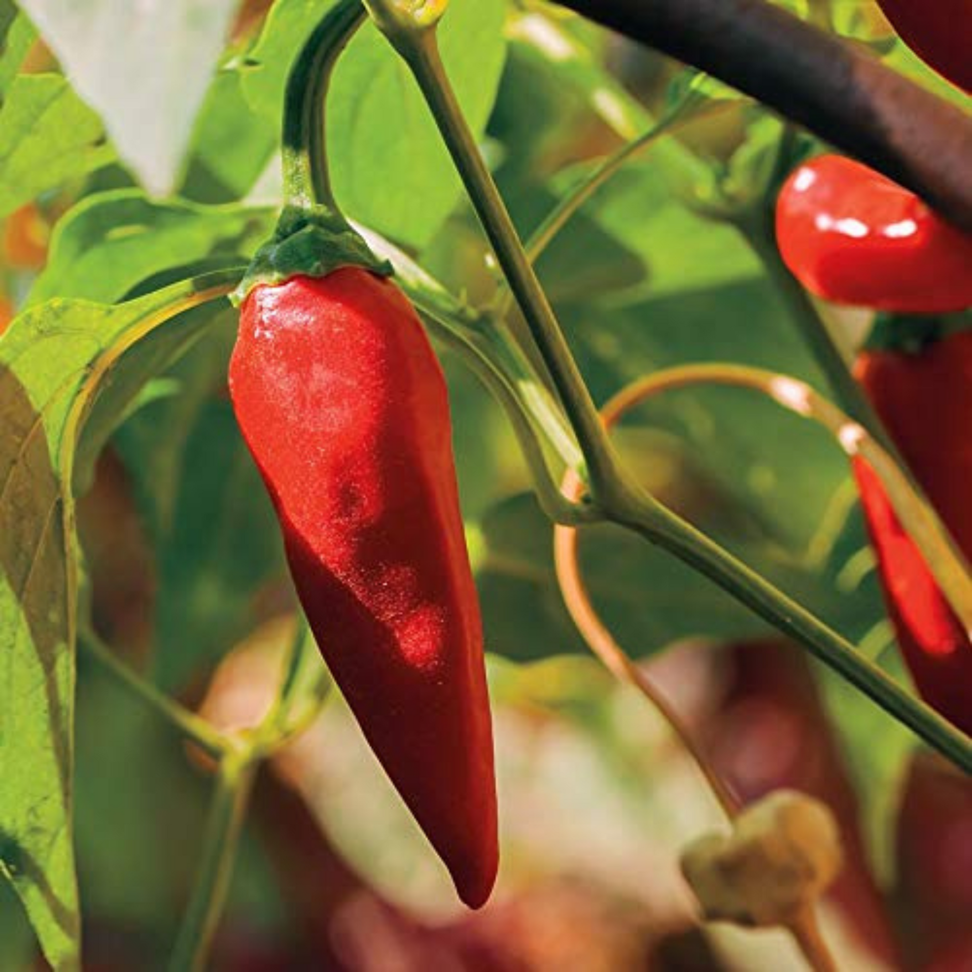 Tabasco Seeds ready to be planted for a spicy harvest. Graines de Tabasco prêtes à être plantées pour une récolte épicée.