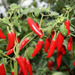 Serrano Tampiqueno Hot Pepper Seeds: fiery and flavorful. Graines de piment Serrano Tampiqueno : ardentes et savoureuses.