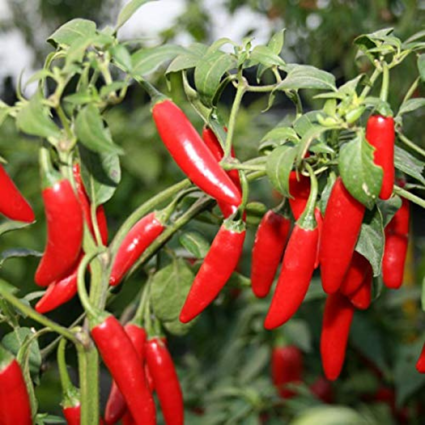 Serrano Tampiqueno Hot Pepper Seeds: fiery and flavorful. Graines de piment Serrano Tampiqueno : ardentes et savoureuses.