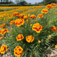  Field of flowers with Dainty Marietta French Marigold.  Champ de fleurs avec délicate Marietta Souci français.