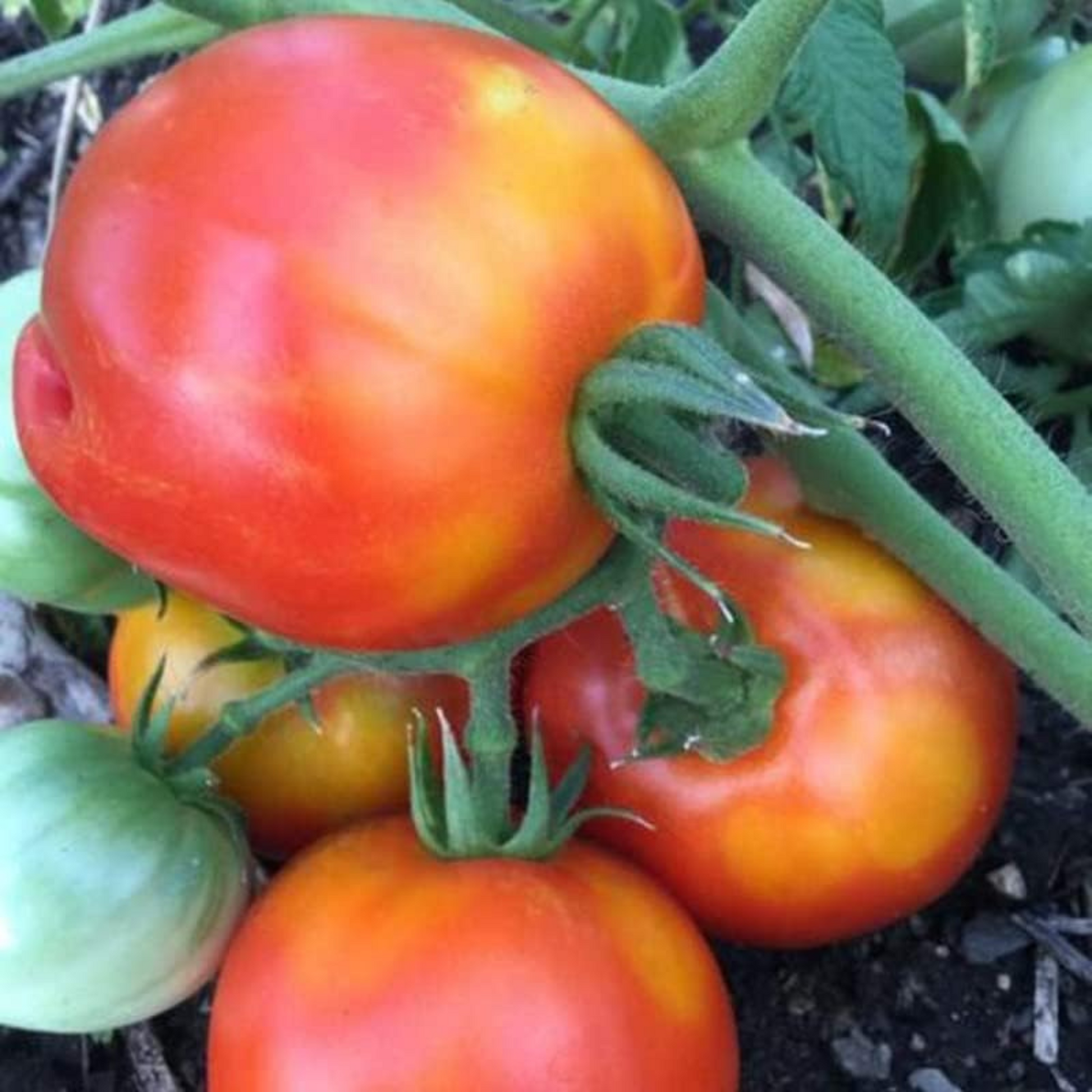 A close-up of flame tomato seeds in a small container Un gros plan de graines de tomates flamboyantes dans un petit récipient