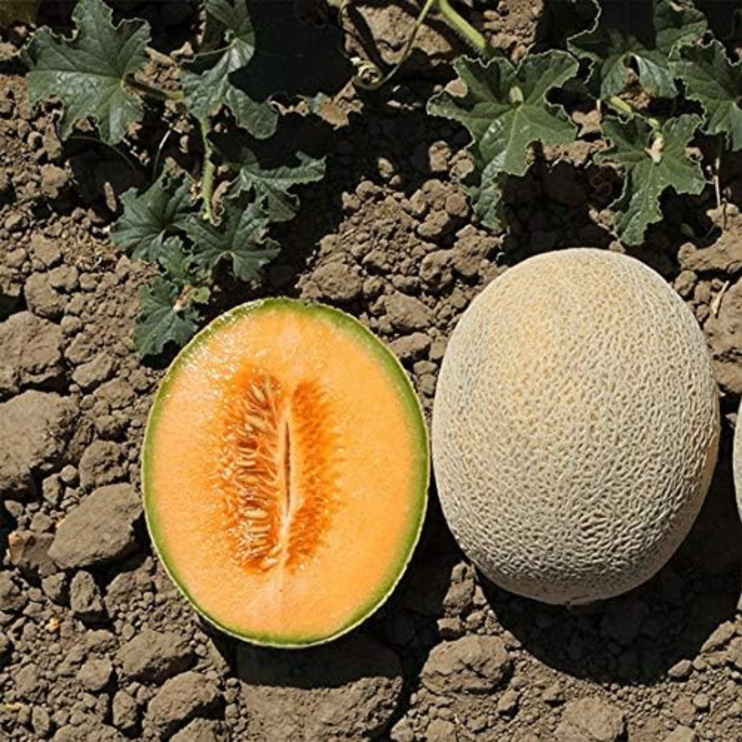 Grow your own delicious cantaloupes at home. Cultivez vos propres délicieux cantaloups à la maison.