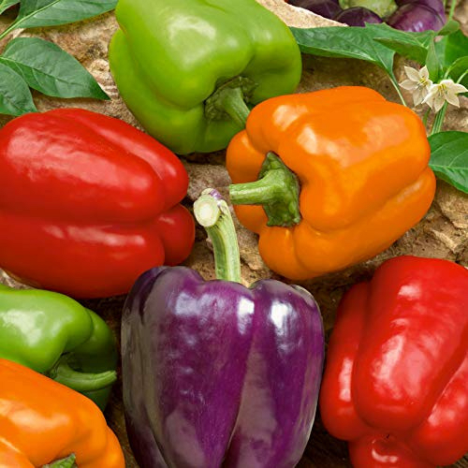 Grow your own vibrant and tasty peppers. Cultivez vos propres poivrons dynamiques et savoureux.