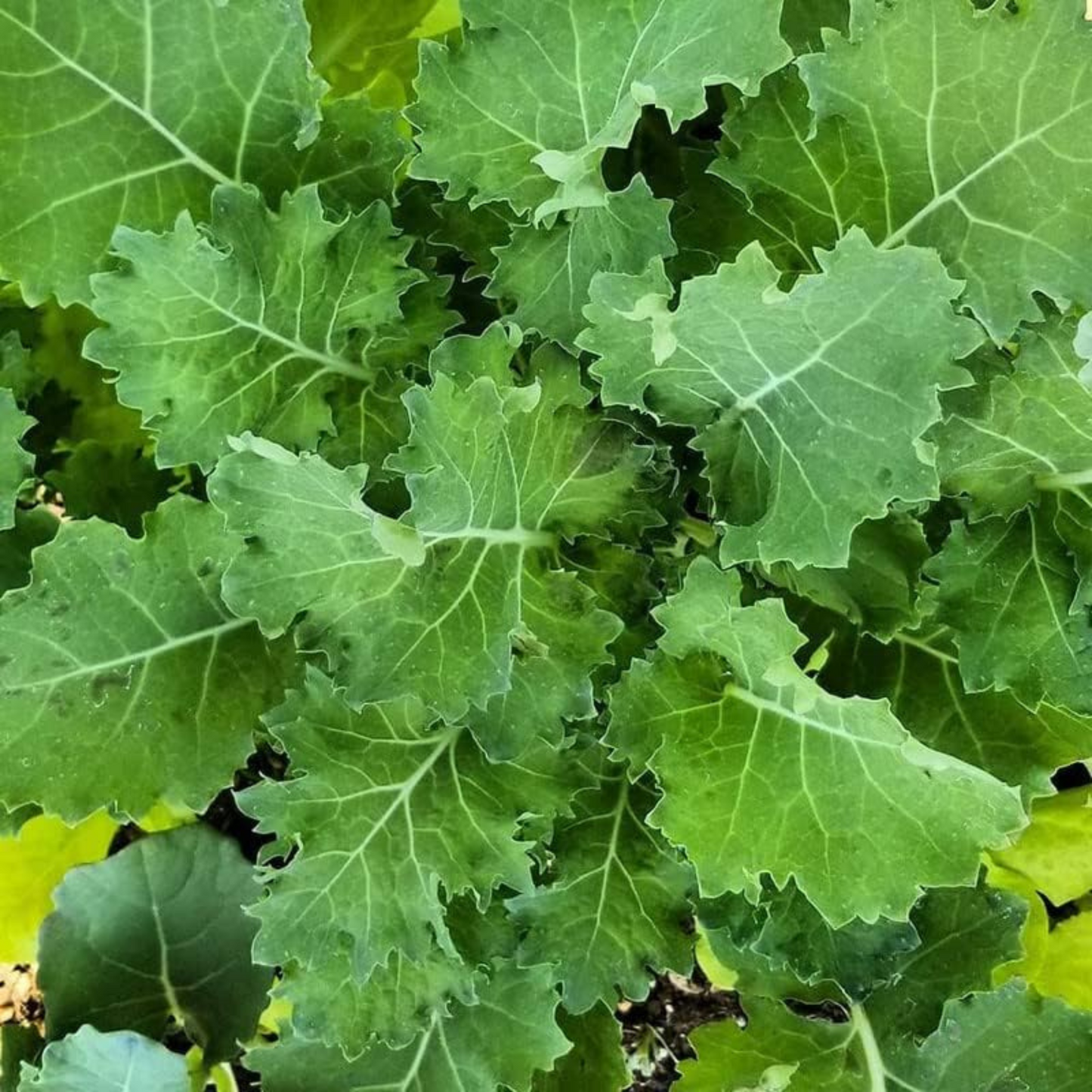 Nurture your well-being by cultivating this versatile kale Nourrissez votre bien-être en cultivant ce chou frisé polyvalent