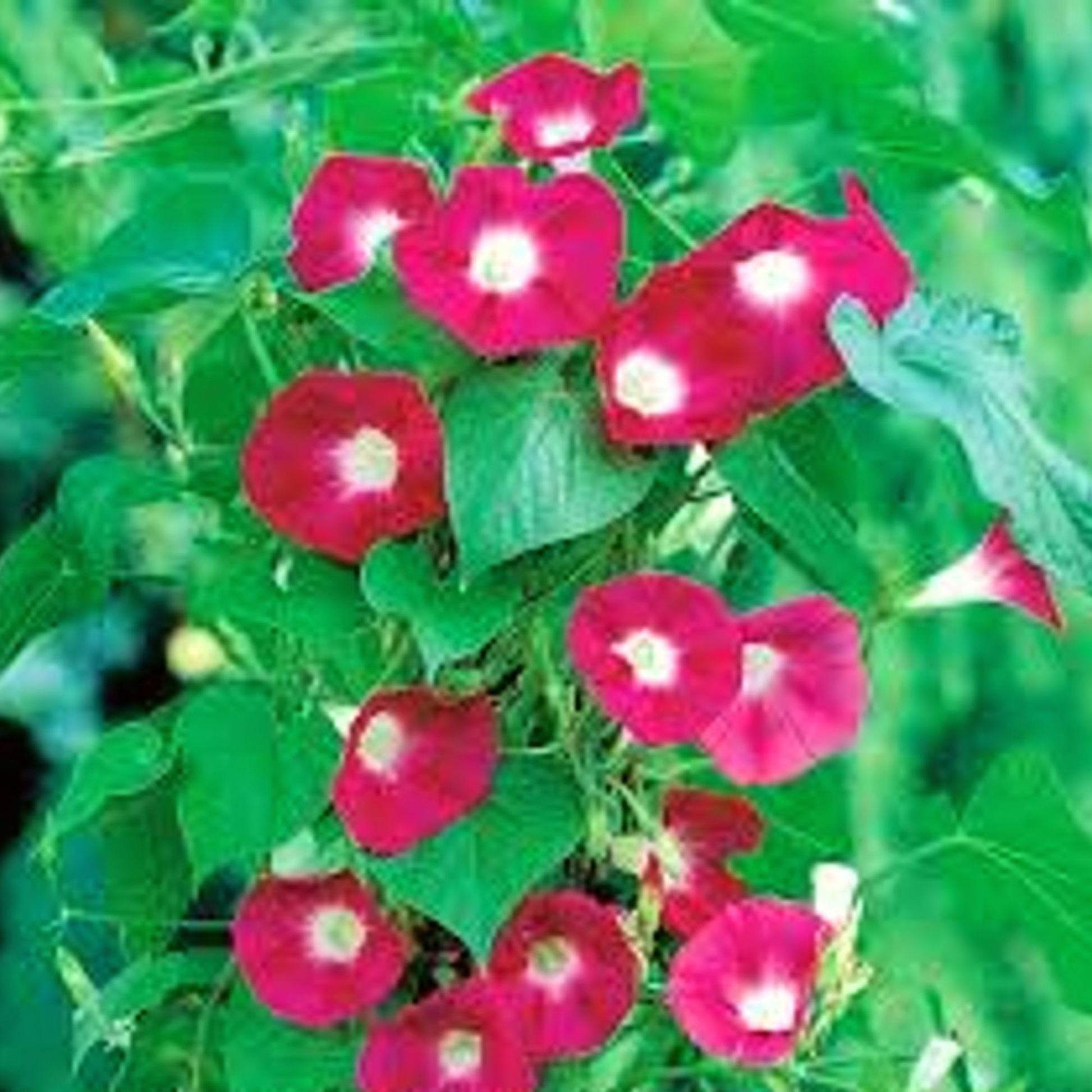 A close-up view of radiant red Morning Glory blossoms. Vue rapprochée des fleurs rouges rayonnantes de Morning Glory.