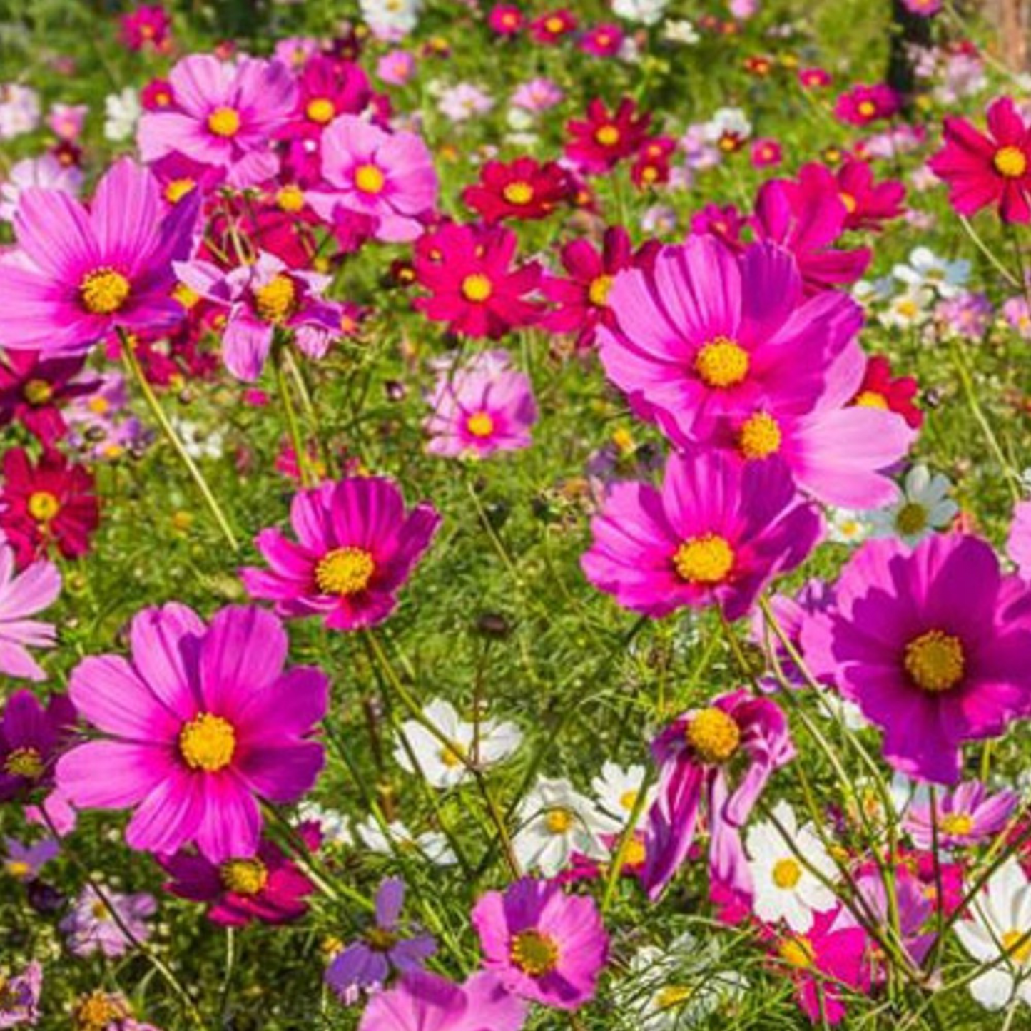 Sensation Tall Mix cosmos seeds for beautiful blooms. Graines de cosmos Sensation Tall Mix pour de belles fleurs.