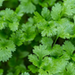 Macro shot of vibrant green cilantro leaves. Macro photo de feuilles de coriandre vert vif