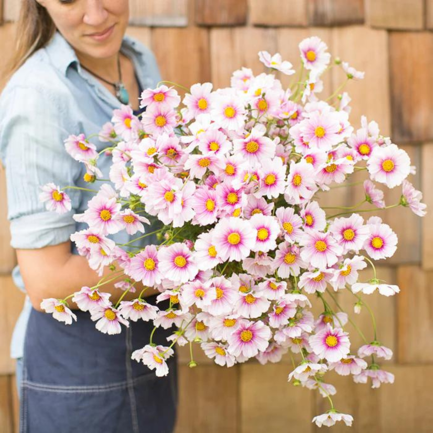 Unique combination of pale-pink and rosy-pink flowers. Combinaison unique de fleurs rose pâle et rose. 