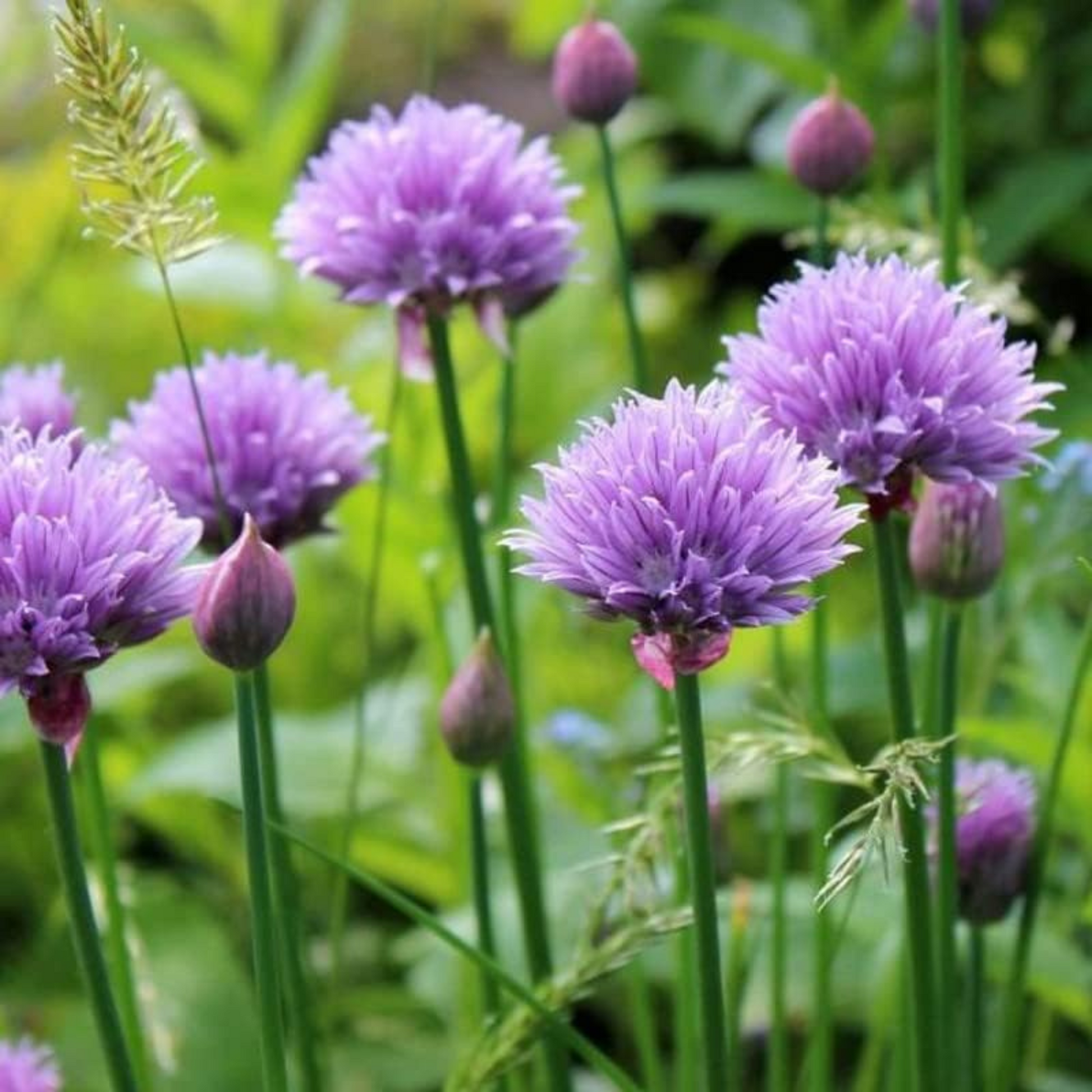 Chive is a popular herb for adding flavor to dishes La ciboulette est une herbe populaire pour ajouter de la saveur aux plats