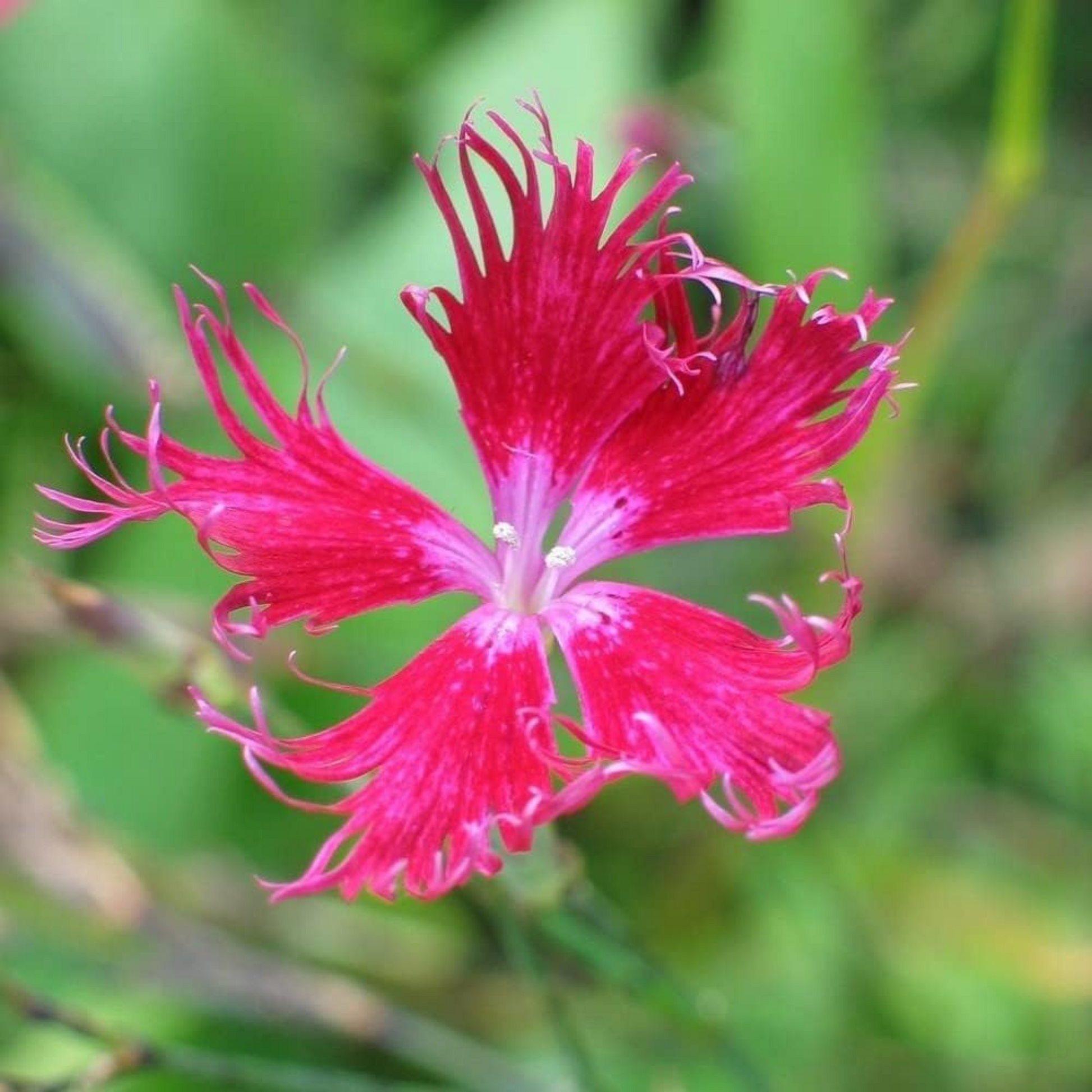 Hardy perennial wildflower that is native to Europe and Asia. fleur sauvage vivace rustique originaire d’Europe et d’Asie