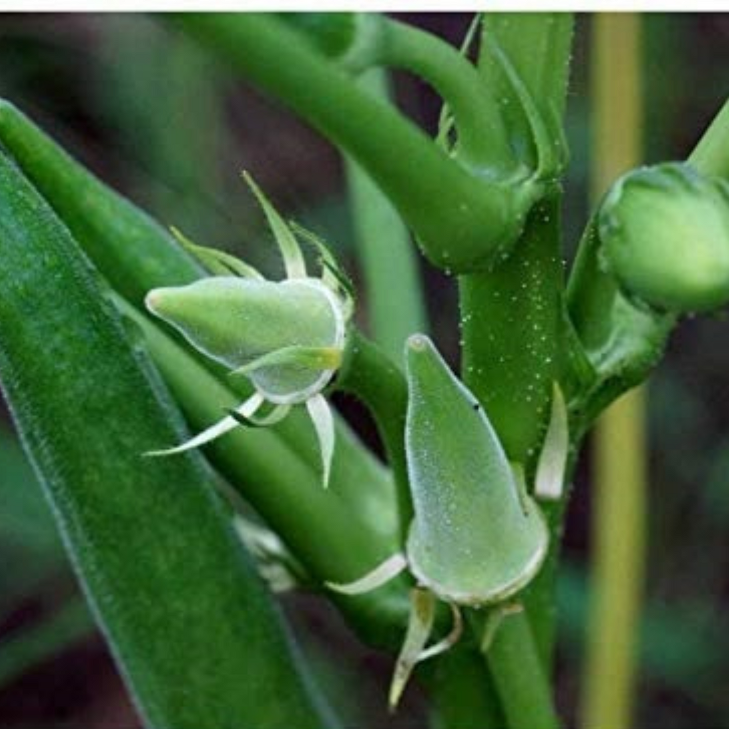 Dwarf variety with long green pods, fit for small gardens. Variété naine à longues gousses vertes, adaptée aux petits jardins