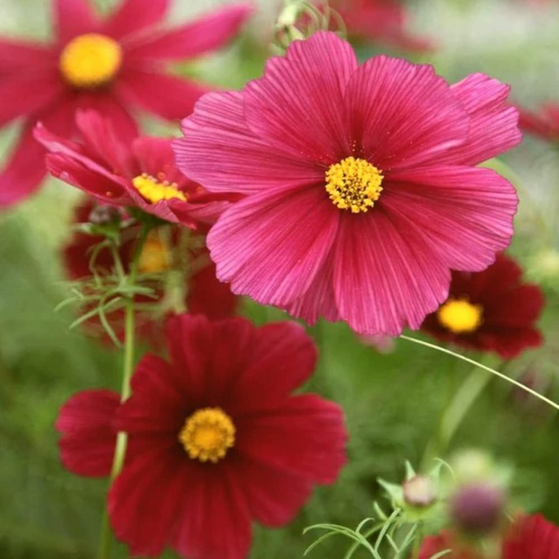 Bursting with color and more vibrant dazzler cosmos. Débordant de couleurs et d’un cosmos plus vibrant et éblouissant.