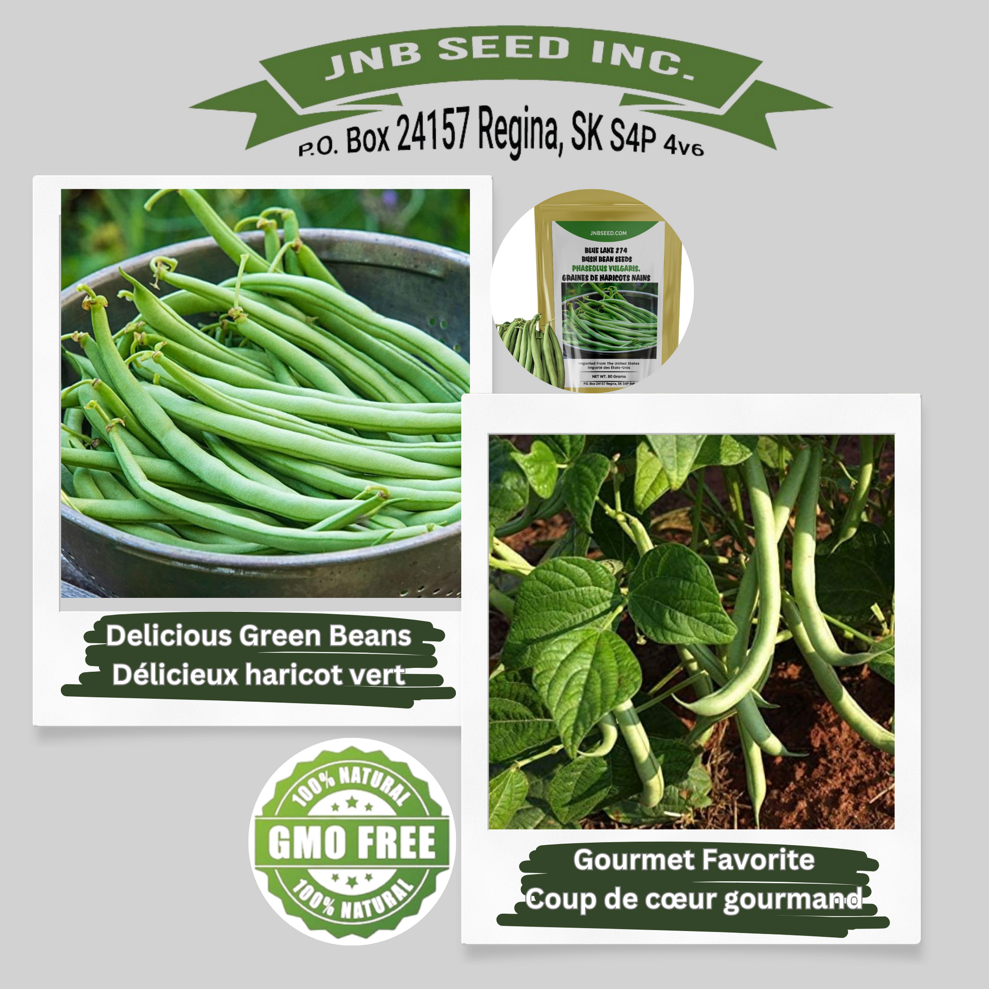 Cultivating green beans in a serene garden setting. Cultiver des haricots verts dans un jardin serein.