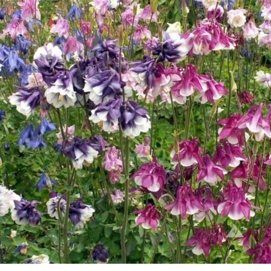 Vibrant flower showcasing the colors of Dwarf Columbine. Fleur vibrante mettant en valeur les couleurs de l’ancolie naine