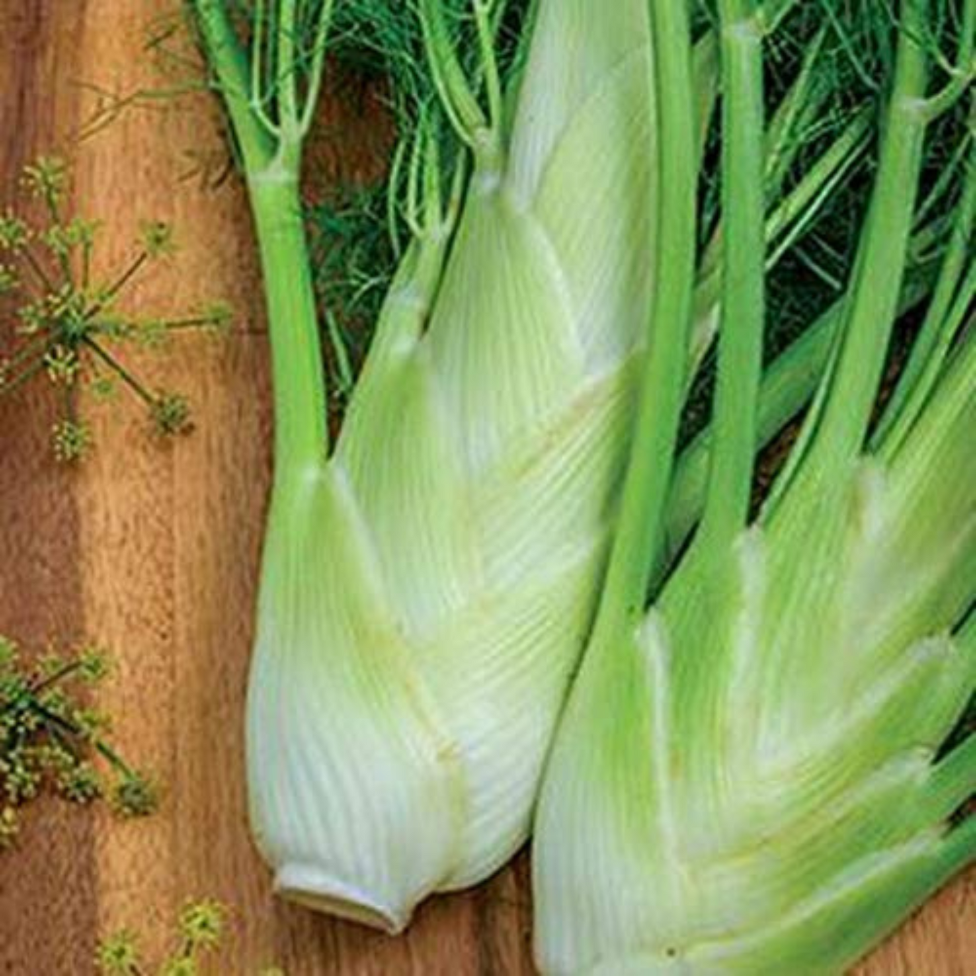 Type of fennel that is grown for its bulb-like stem. Type de fenouil qui est cultivé pour sa tige en forme de bulbe.