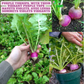 Purple Turnip in a pot with soil, chunky and healthy. Navet violet dans un pot avec de la terre, gros et sain.