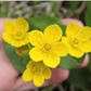  Add a pop of color to your garden with these marigolds. Ajoutez une touche de couleur à votre jardin avec ces marinades.