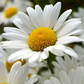 Dwarf Daisy, Charming white flowers for small spaces. Marguerite naine, charmantes fleurs blanches pour les petits espaces.