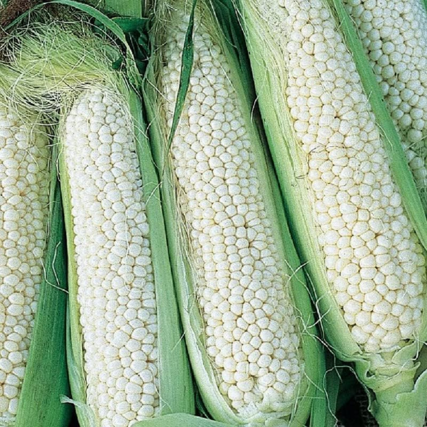 Experience abundant yields of tender, flavorful corn. Faites l’expérience de rendements abondants de maïs tendre et savoureux