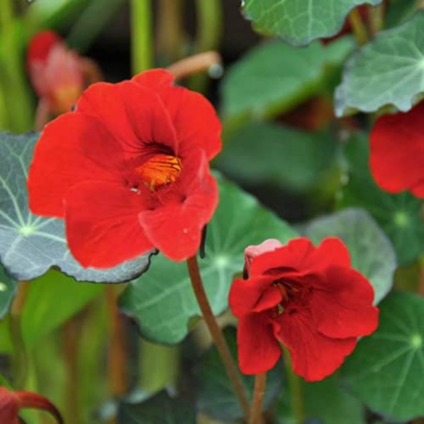 An exquisite Empress of India Nasturtium Seeds plant. Une plante exquise de graines de capucine de l’impératrice de l’Inde.