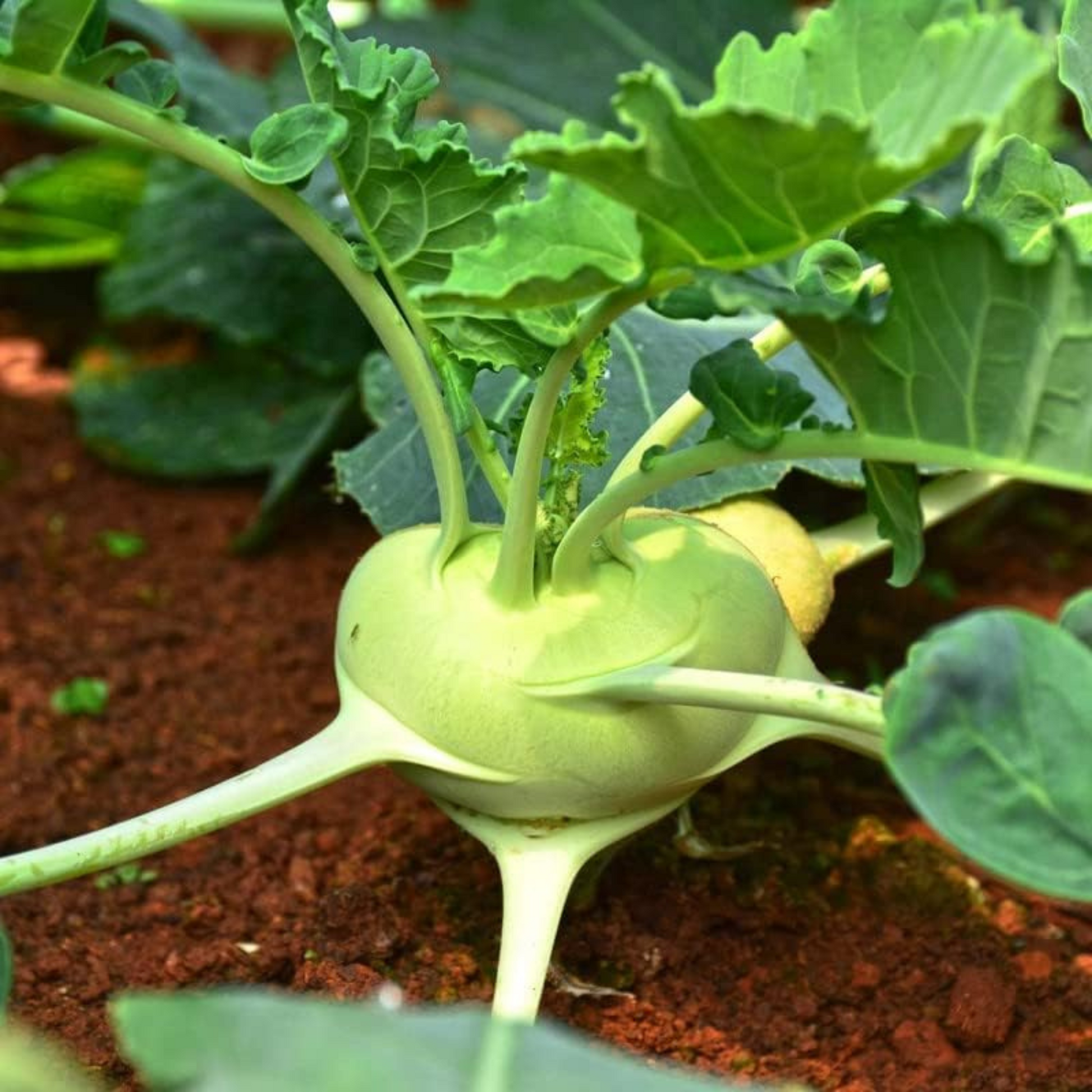 Planting Outdoors in Containers or Homesteading. Plantation à l’extérieur dans des conteneurs ou à la ferme