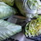 Delicious garden cabbage  Délicieux chou de jardin