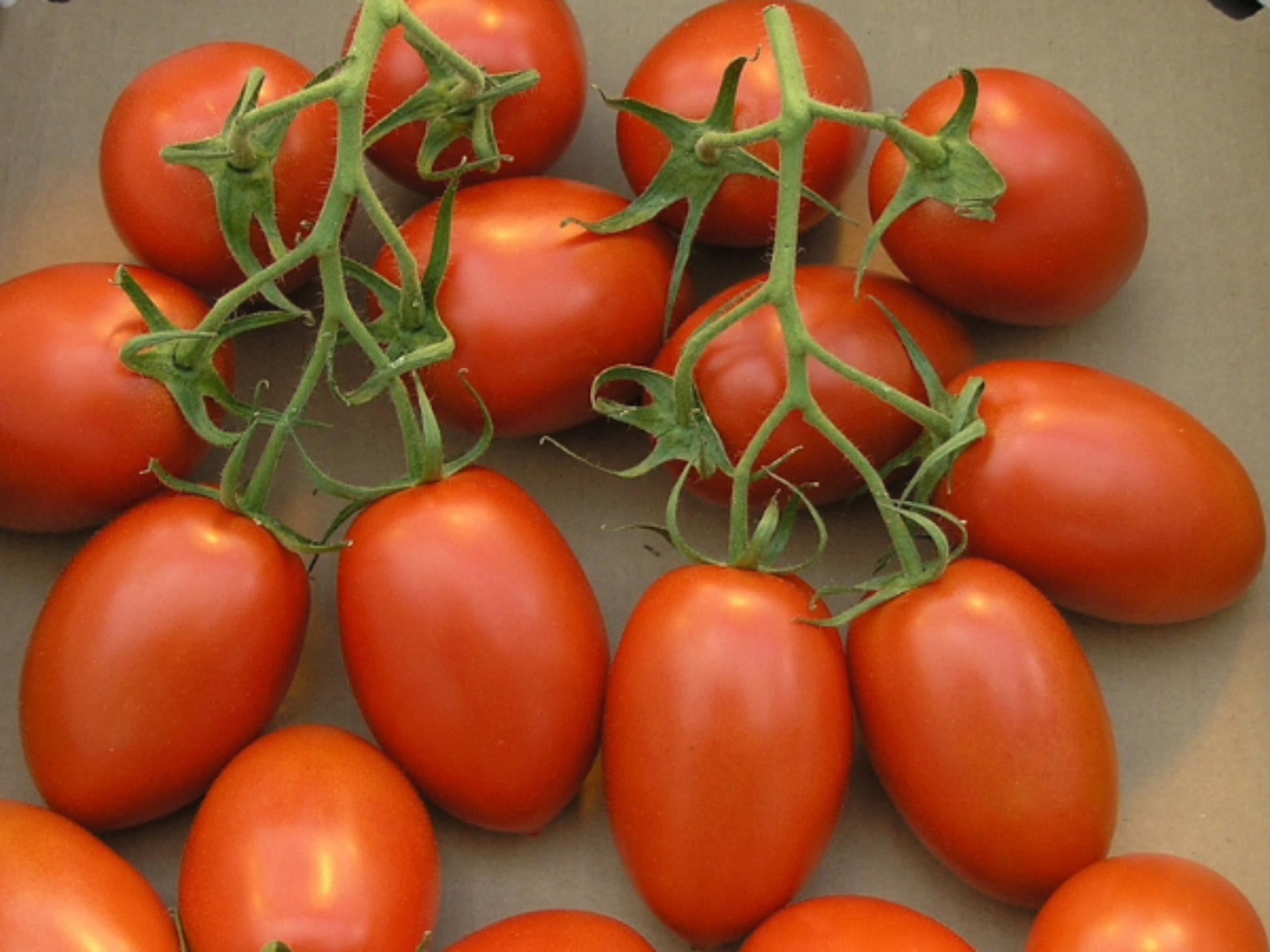 Bunch of Roma VF Tomatoes Bunch de tomates VF roms