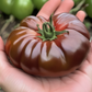 fresh harvested cherokee tomato tomate cherokee fraîchement récoltée