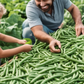 Freshly picked Greencrop beans Haricots Greencrop fraîchement cueillis