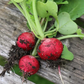 Plant this early scarlet radish seed for a beautiful garden Plantez cette graine de radis écarlate précoce pour un beau jardin